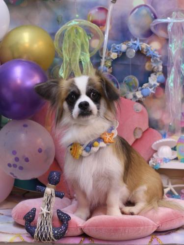 20240823マフィンちゃん